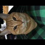 Pieceに添付された画像