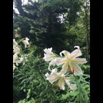 Pieceに添付された画像